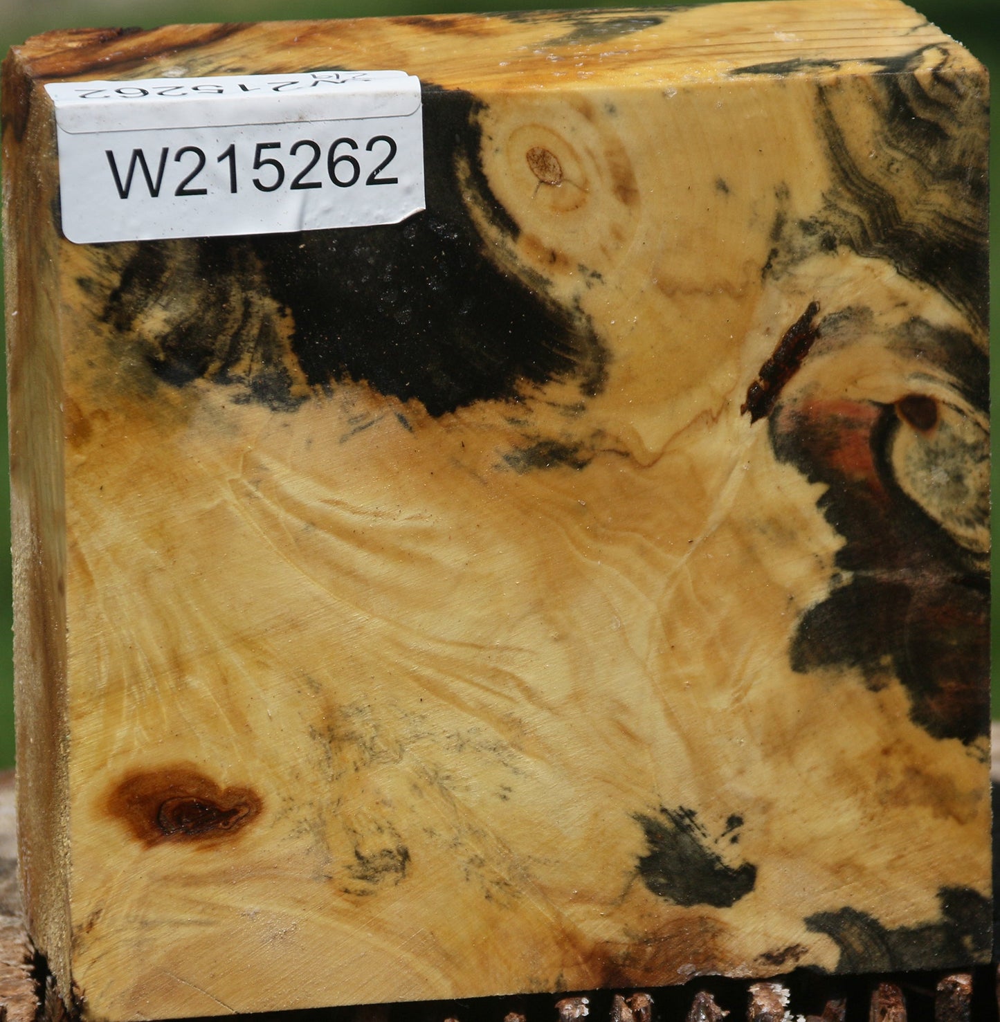 Buckeye Burl Bowl Blank