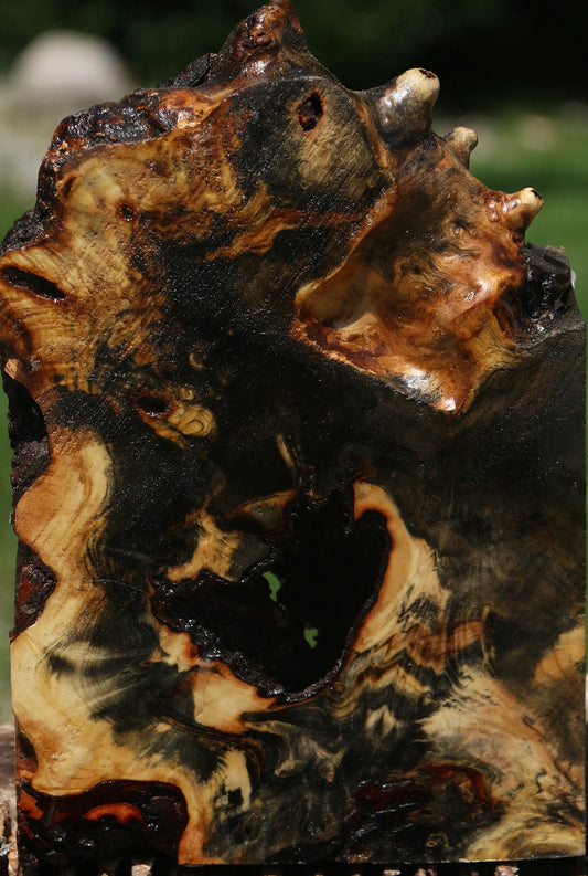 Buckeye Burl Live Edge Bowl Blank