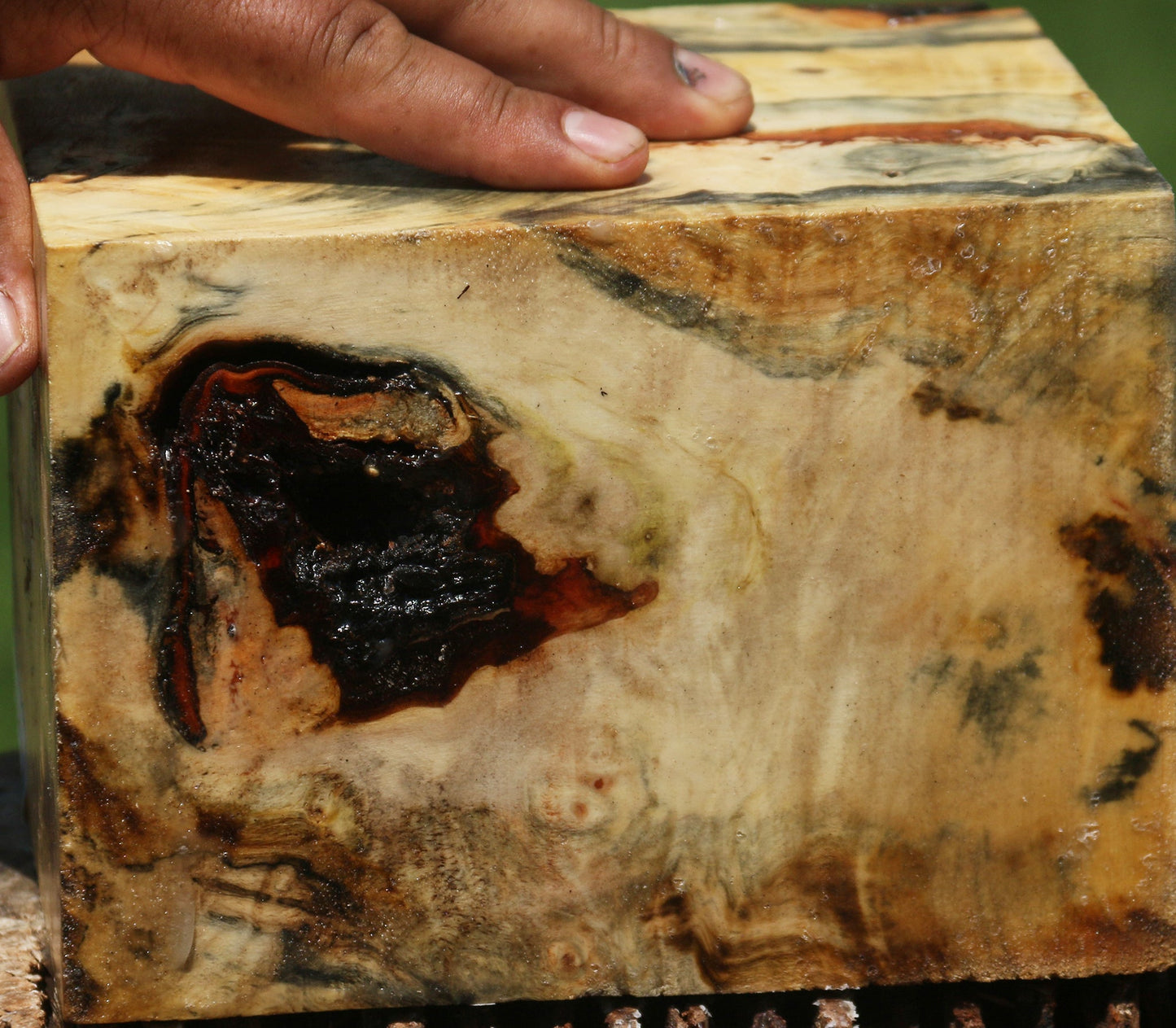 Buckeye Burl Bowl Blank