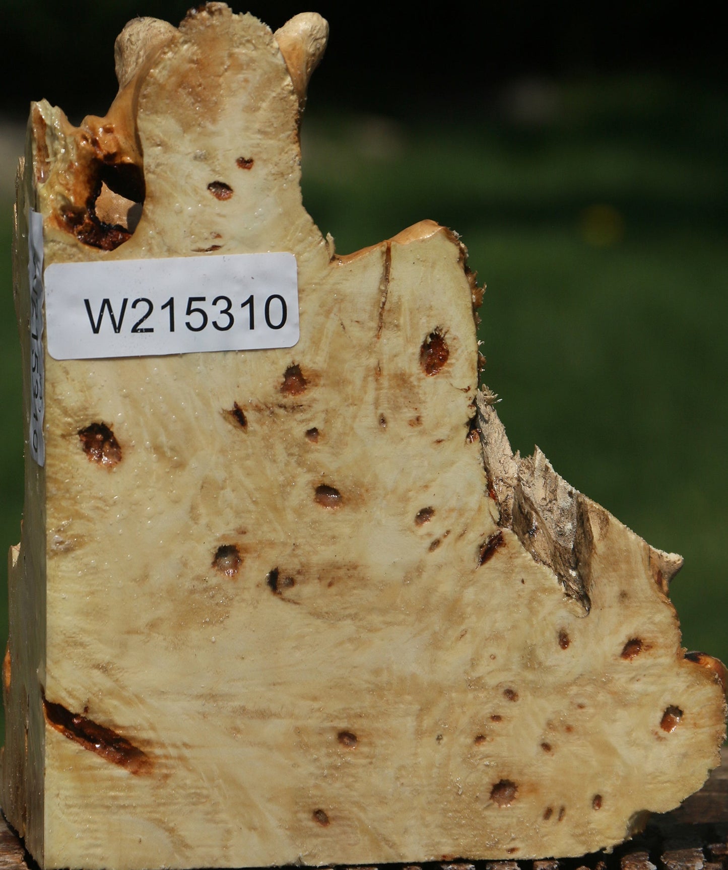 Buckeye Burl Live Edge Book End