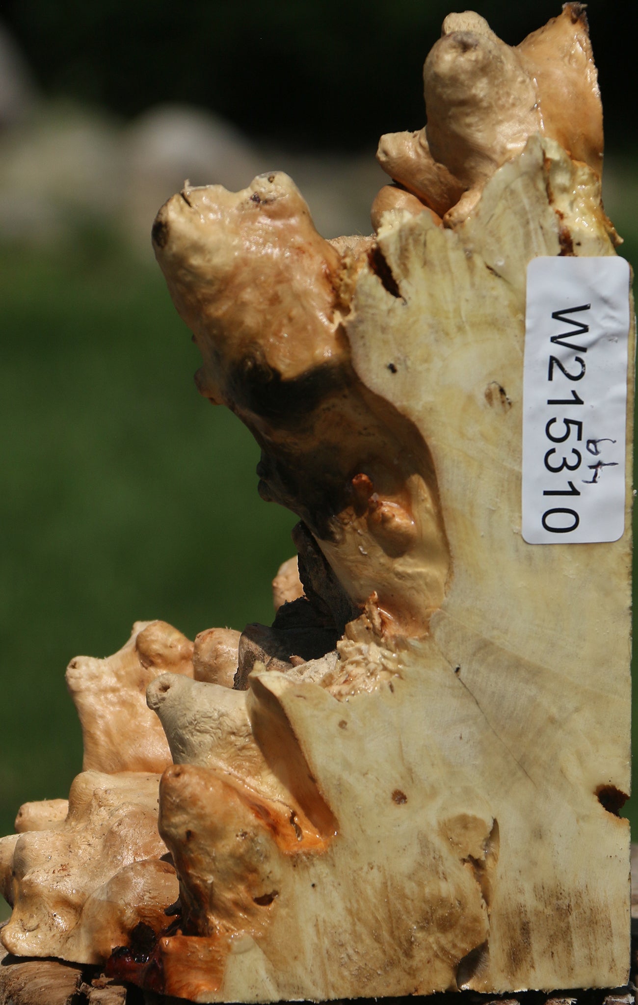 Buckeye Burl Live Edge Book End