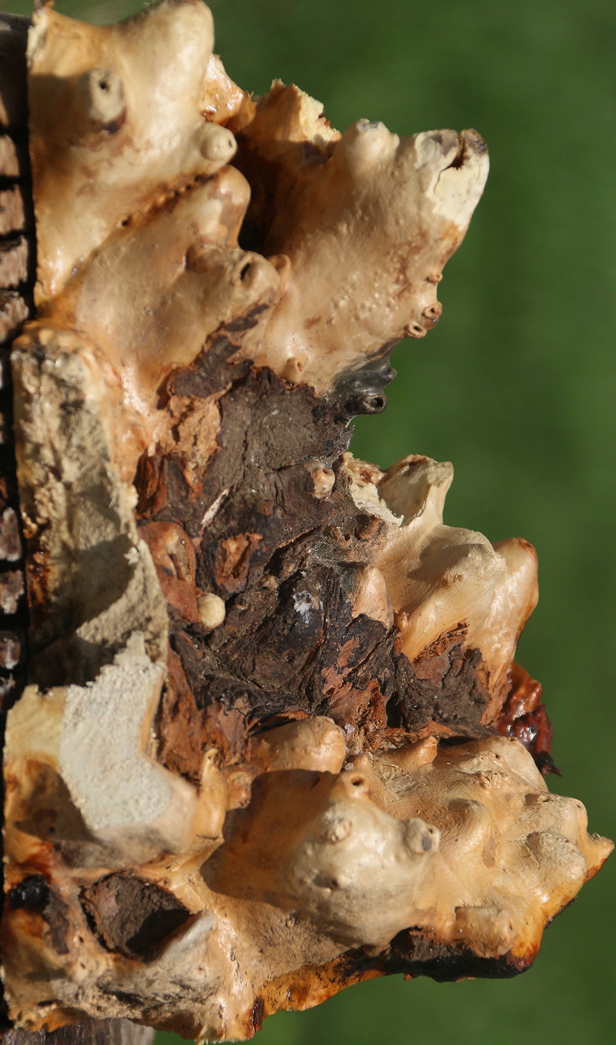 Buckeye Burl Live Edge Book End