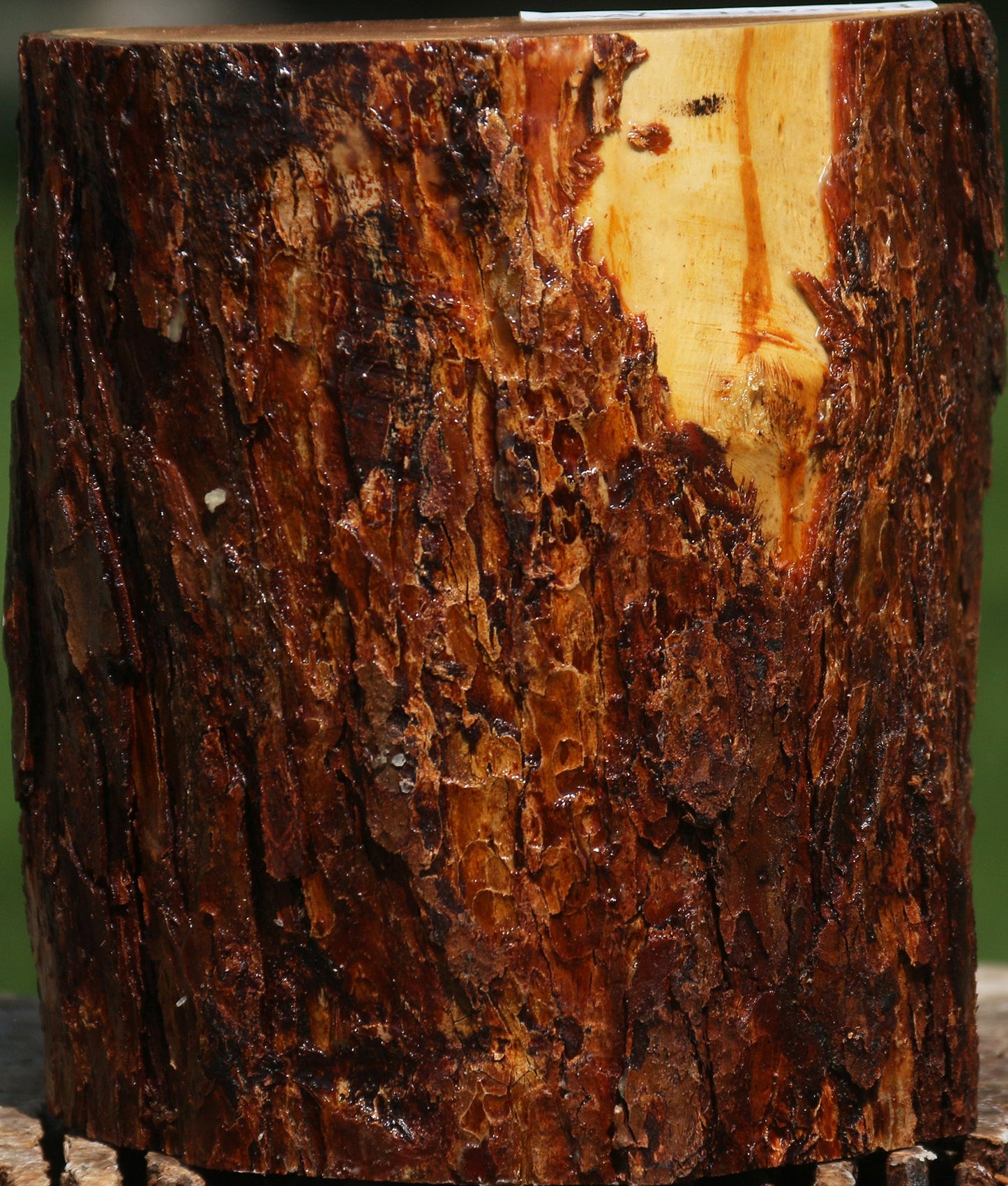 Oregon Ironwood Half Log