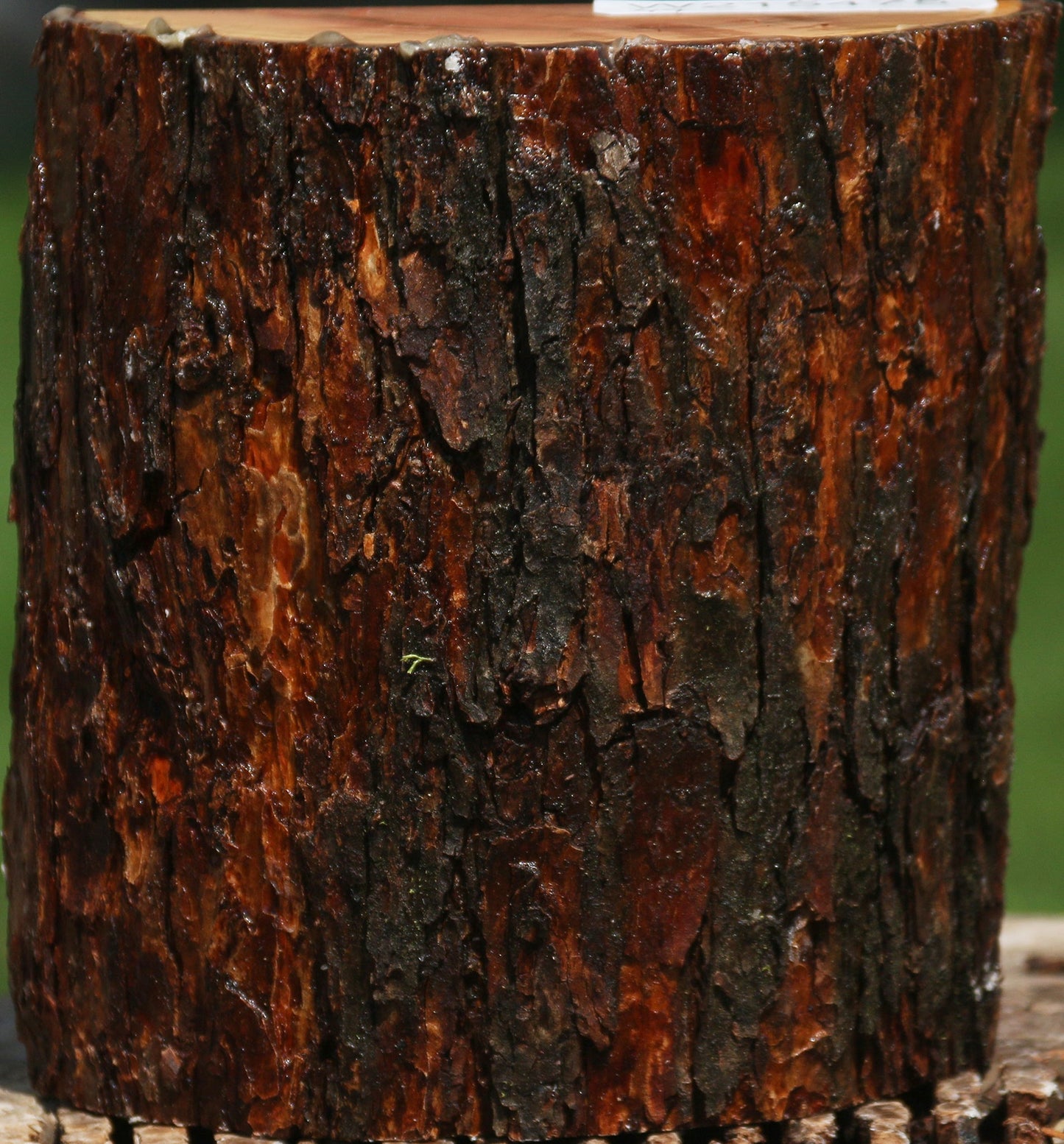 Oregon Ironwood Half Log