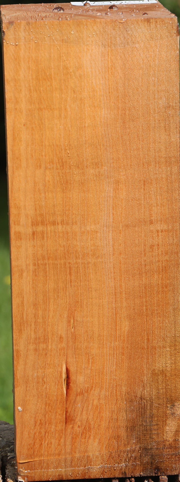 Maple Vessel Blank (Aged 18 Years)