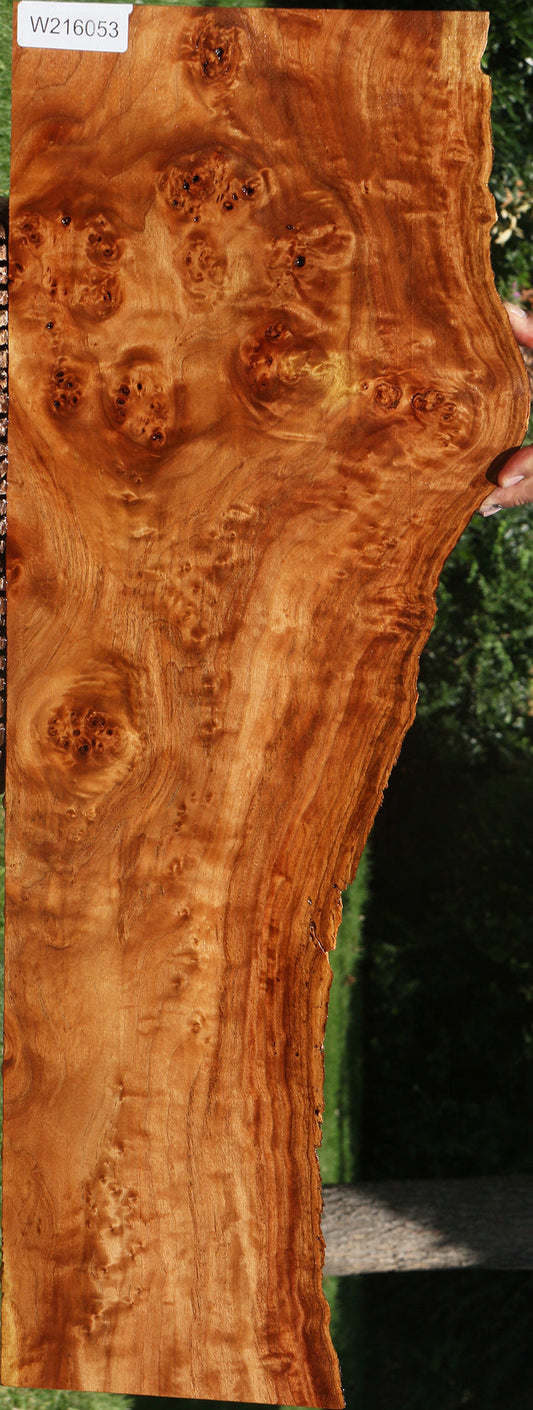 California Cottonwood Burl Live Edge Lumber