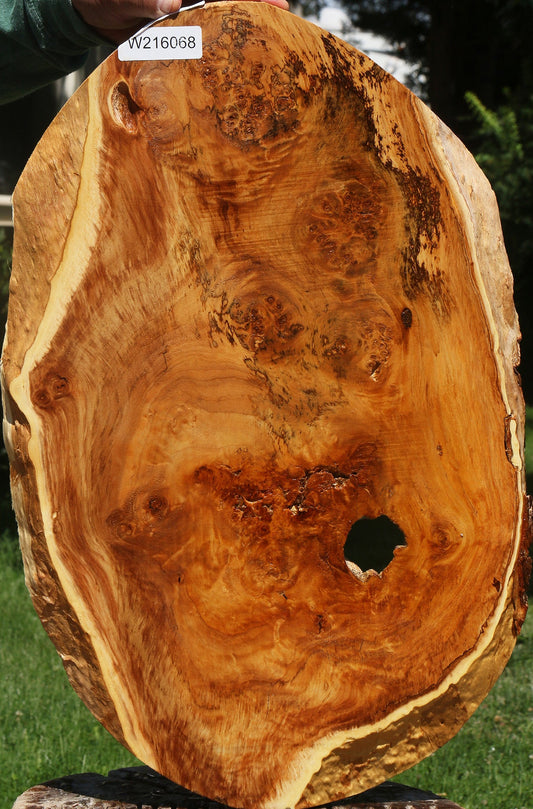 California Cottonwood Burl Cookie