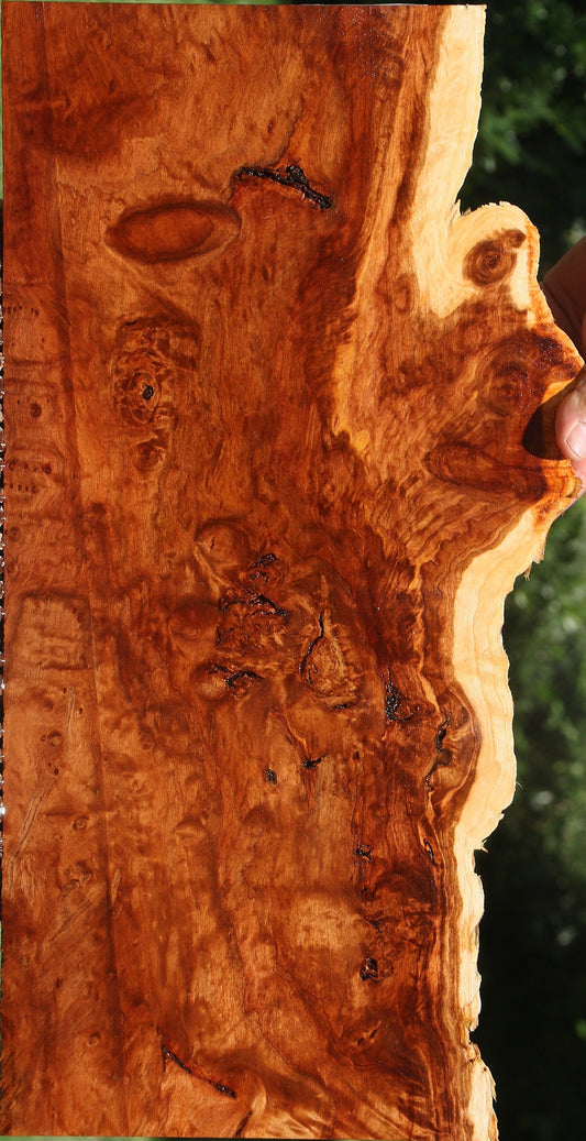 Extra Fancy California Cottonwood Burl Live Edge Lumber