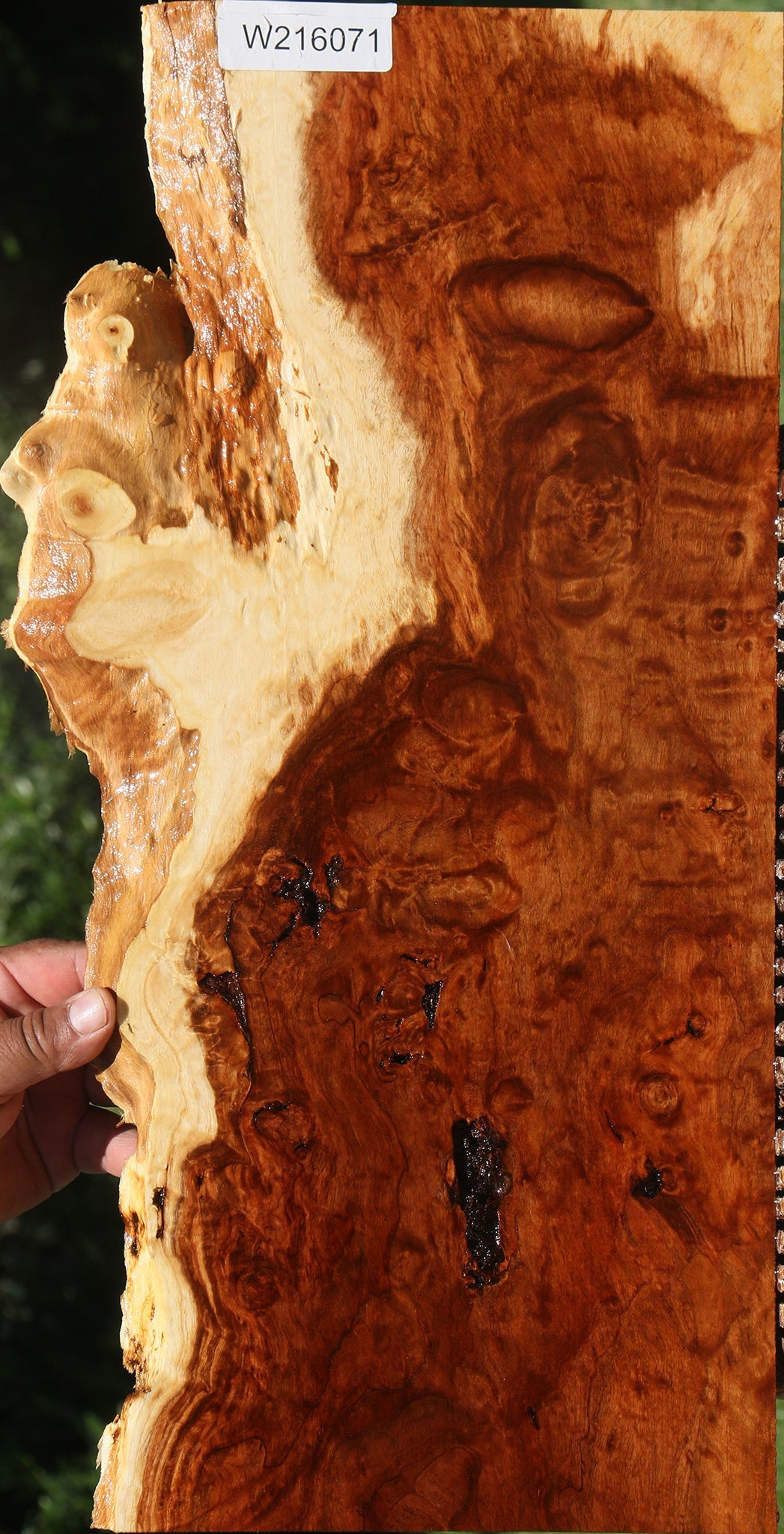 Extra Fancy California Cottonwood Burl Live Edge Lumber