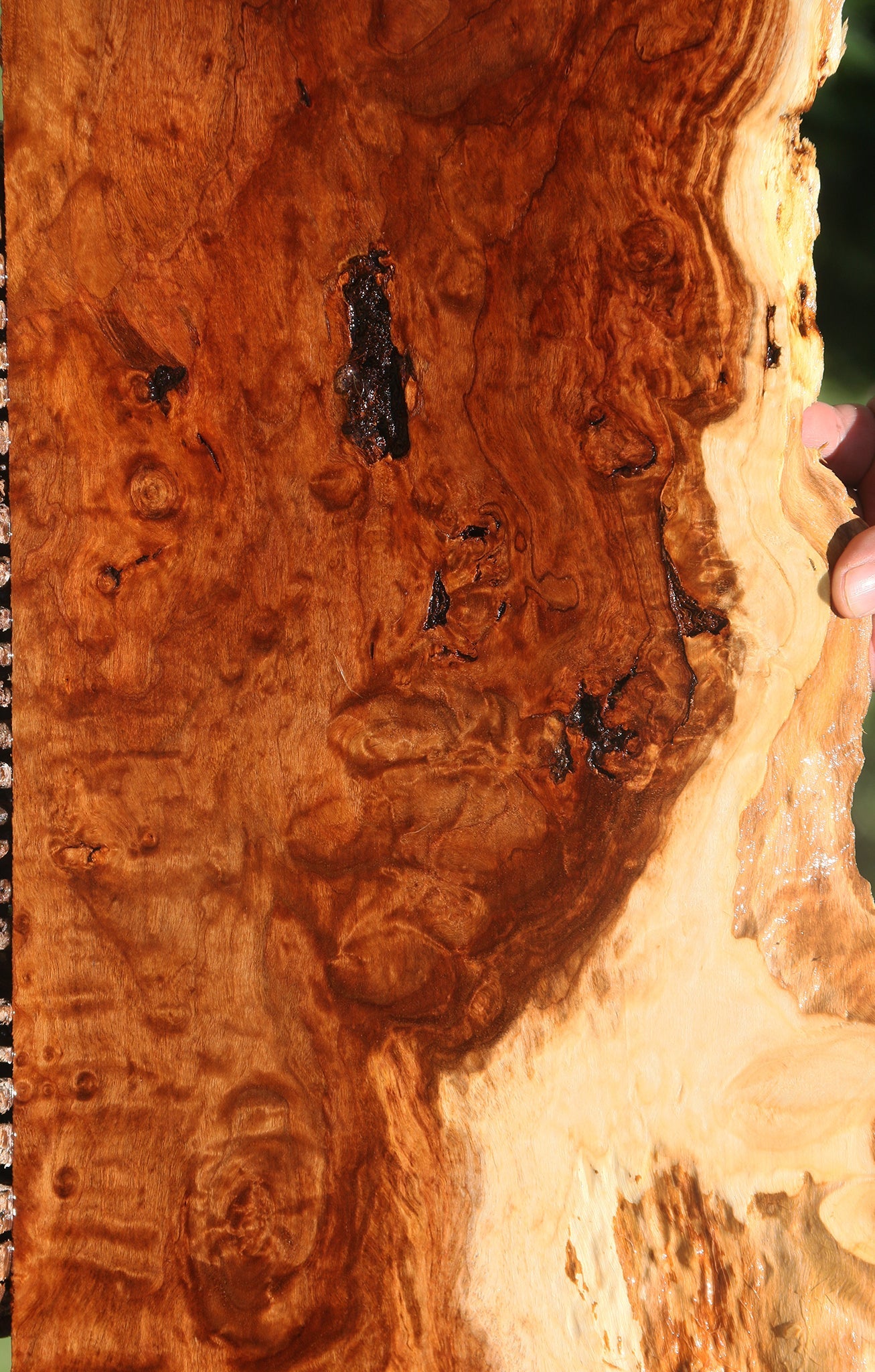 Extra Fancy California Cottonwood Burl Live Edge Lumber