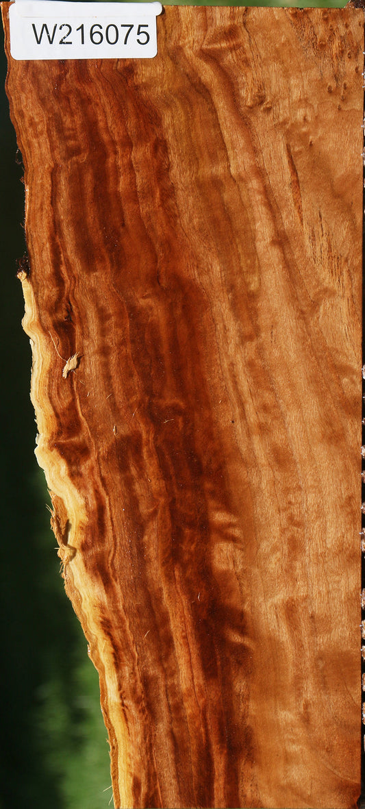 California Cottonwood Burl Live Edge Lumber