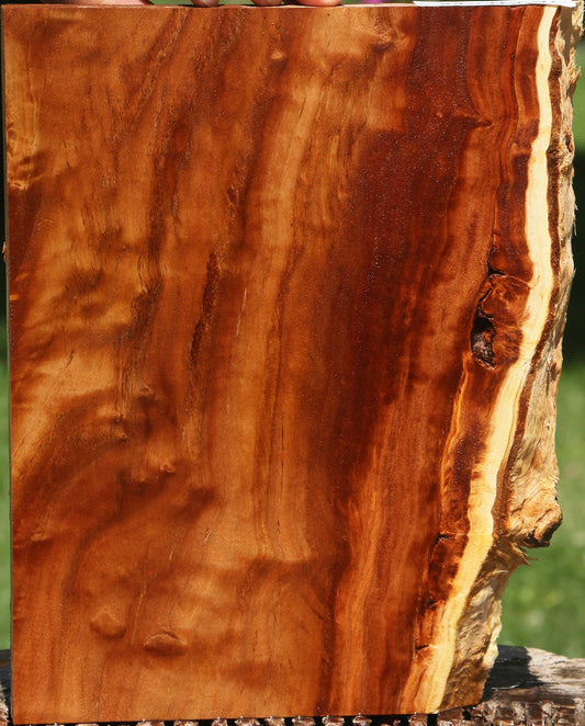 California Cottonwood Burl Live Edge Lumber