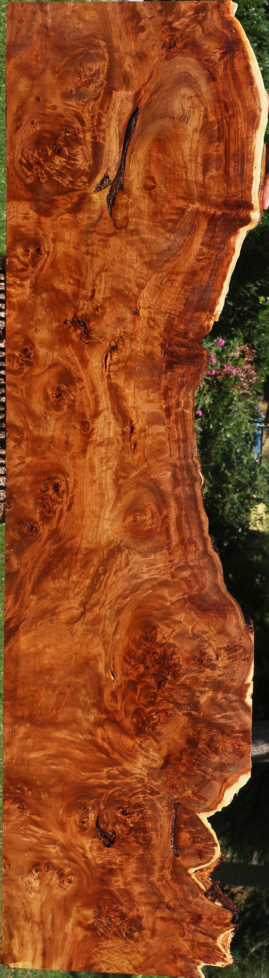 Rustic California Cottonwood Burl Live Edge Lumber