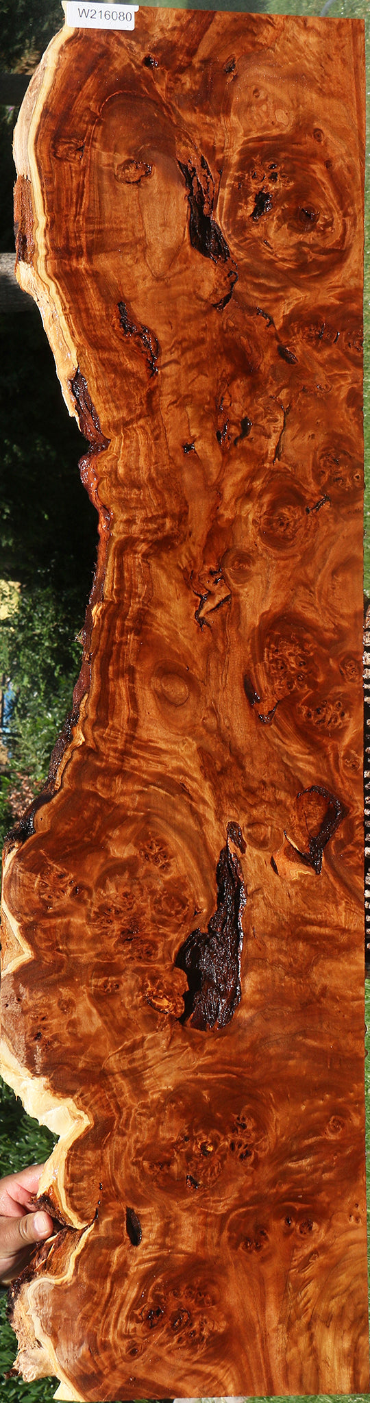 Rustic California Cottonwood Burl Live Edge Lumber