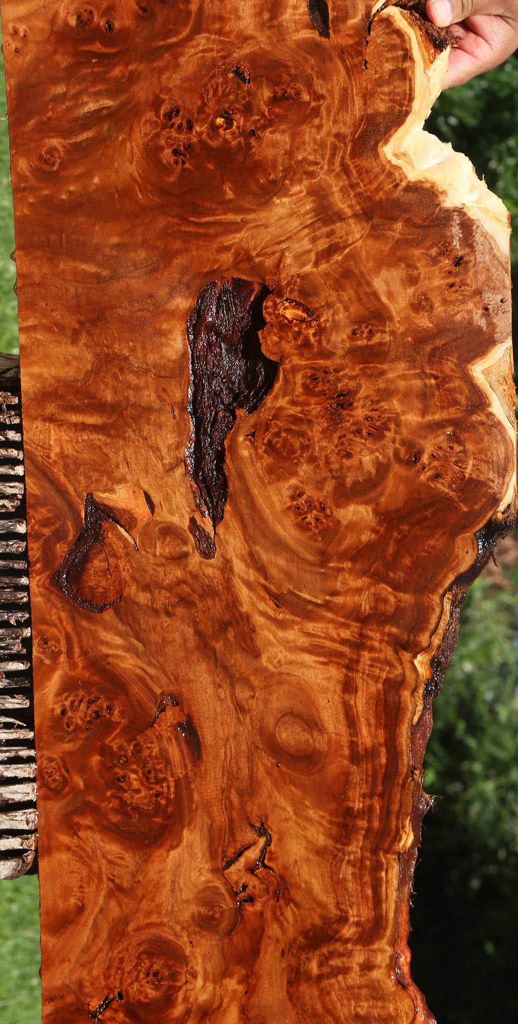 Rustic California Cottonwood Burl Live Edge Lumber