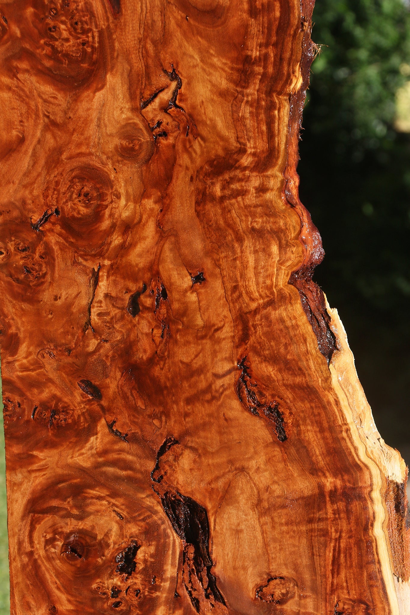 Rustic California Cottonwood Burl Live Edge Lumber