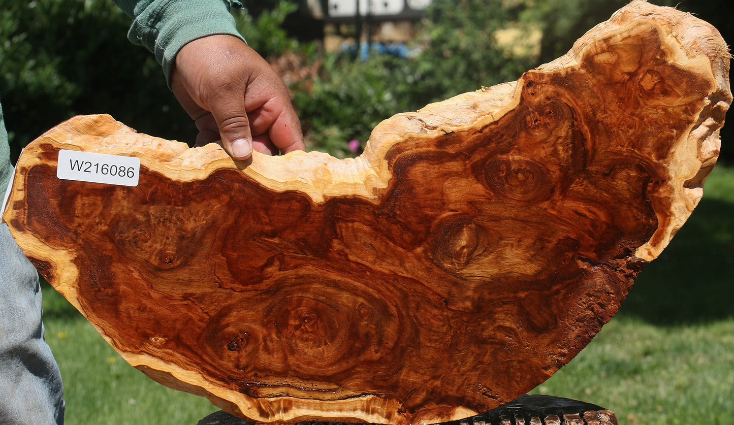 California Cottonwood Burl Cookie