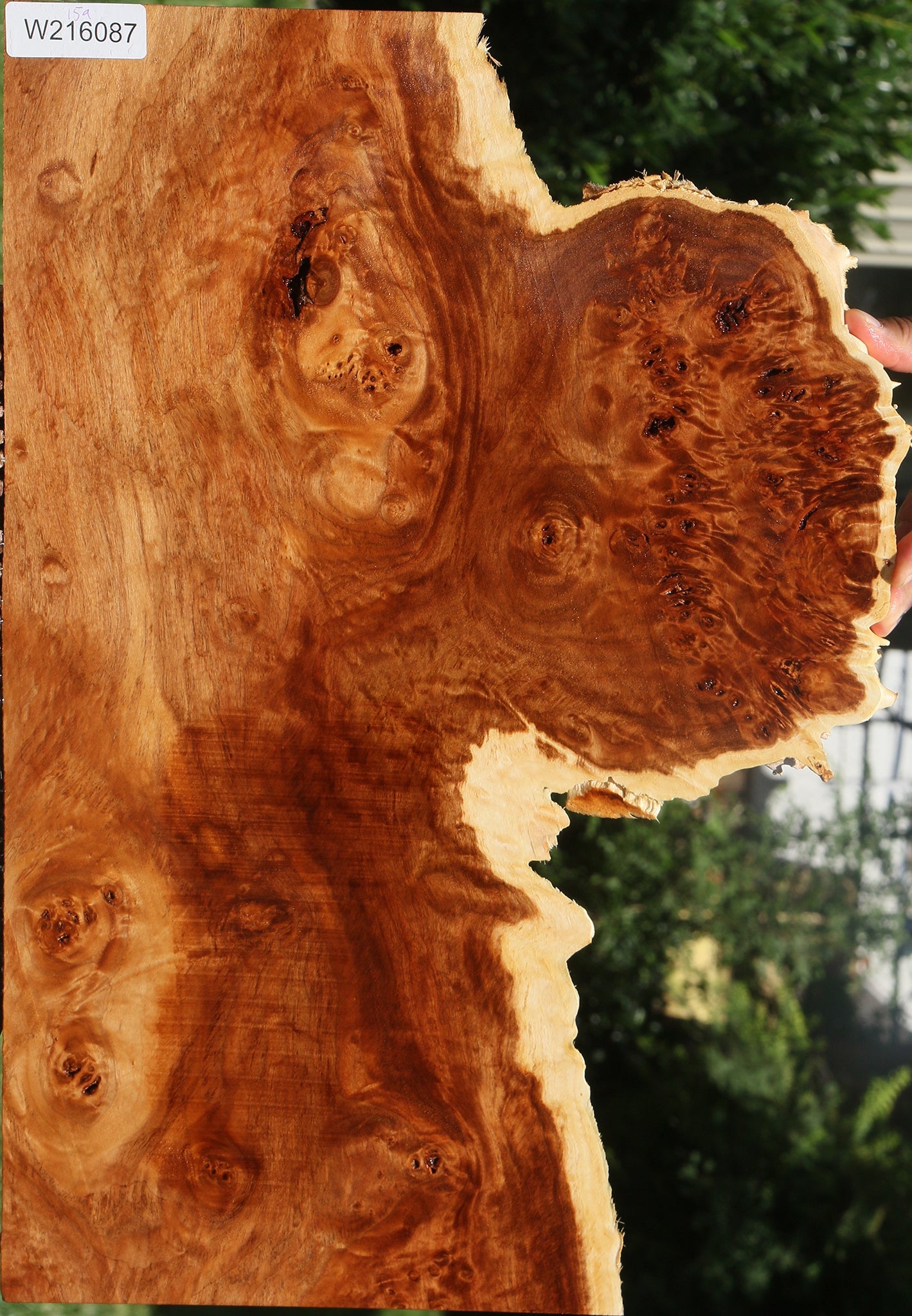 California Cottonwood Burl Live Edge Lumber