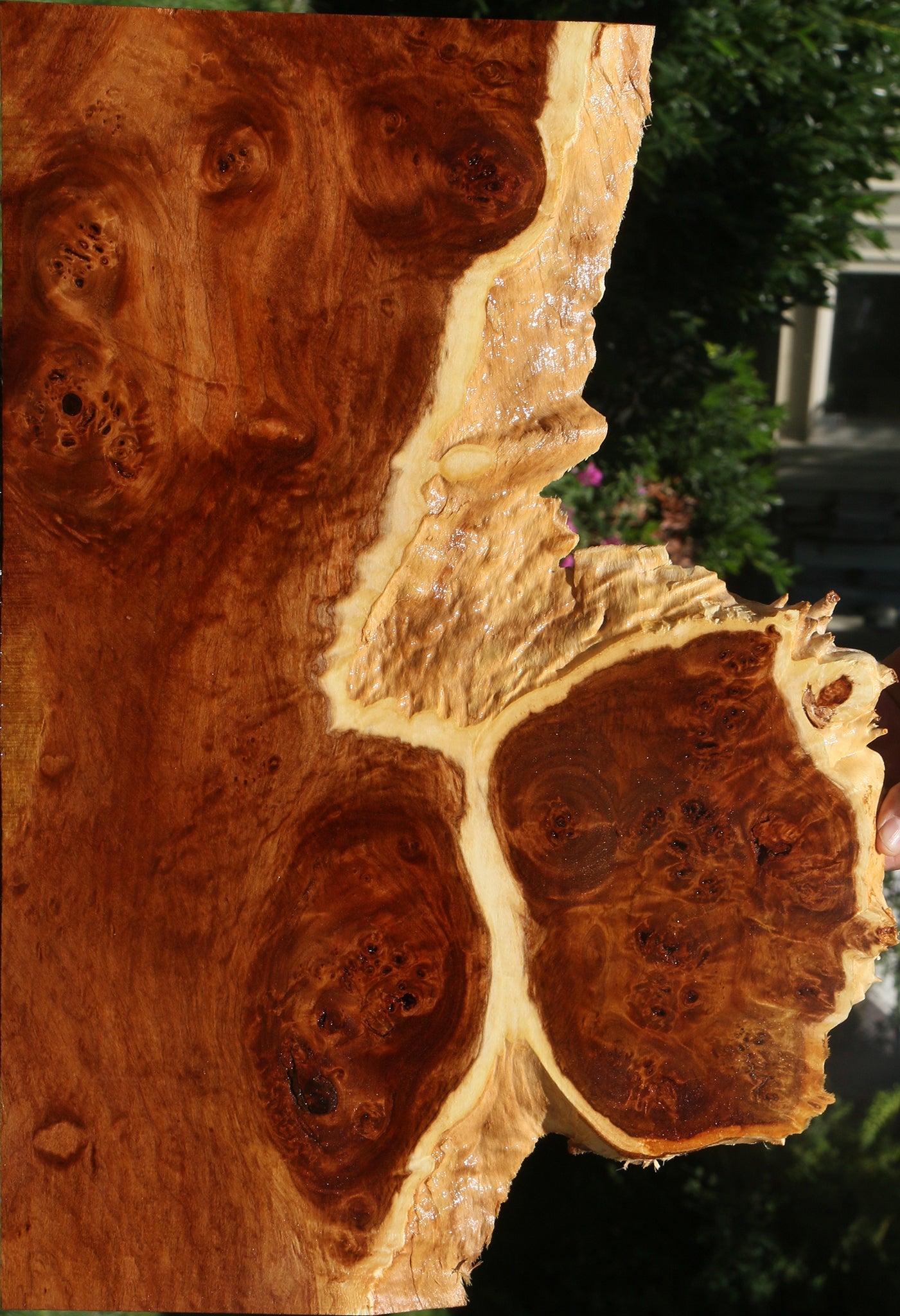 California Cottonwood Burl Live Edge Lumber