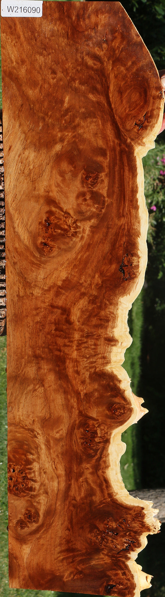 California Cottonwood Burl Live Edge Lumber