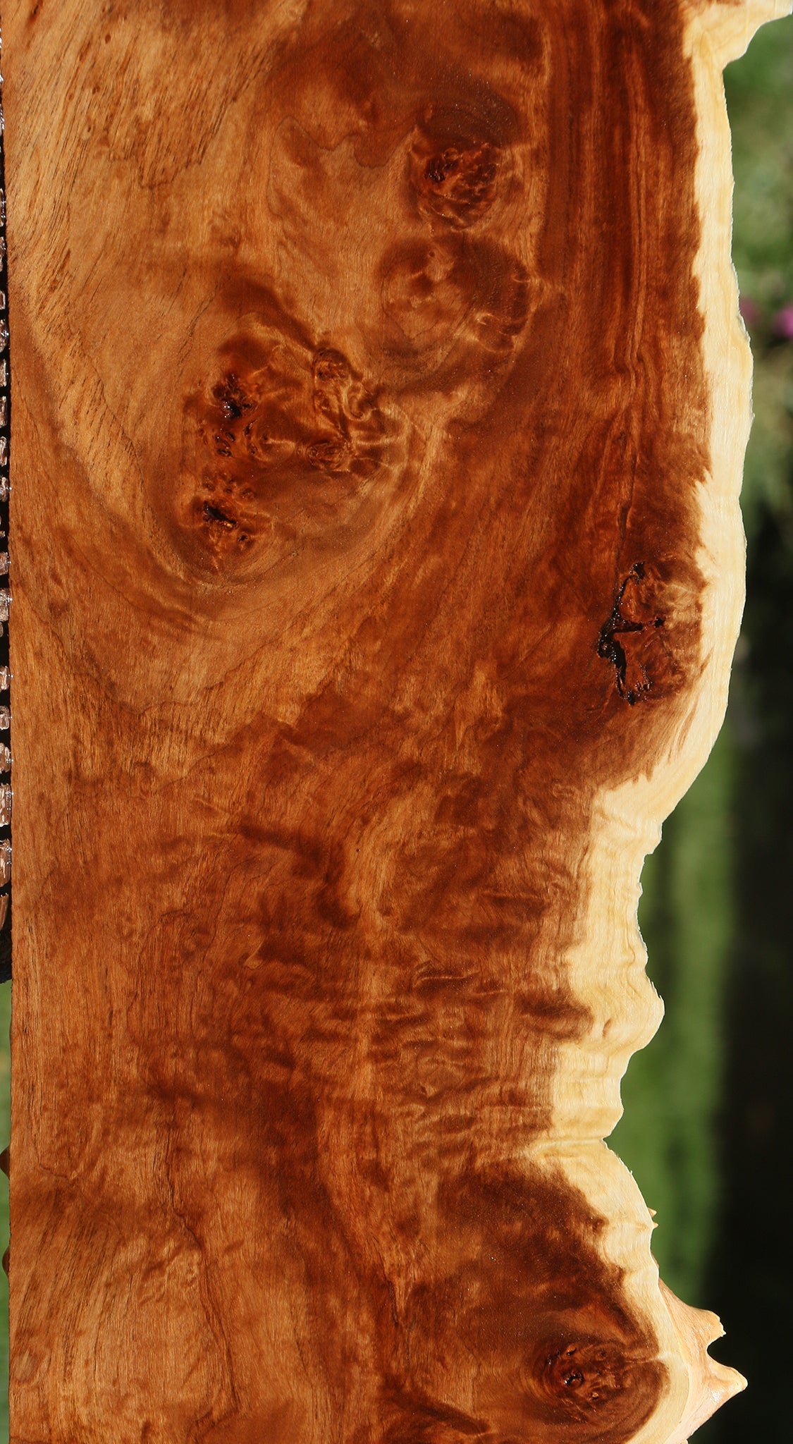 California Cottonwood Burl Live Edge Lumber