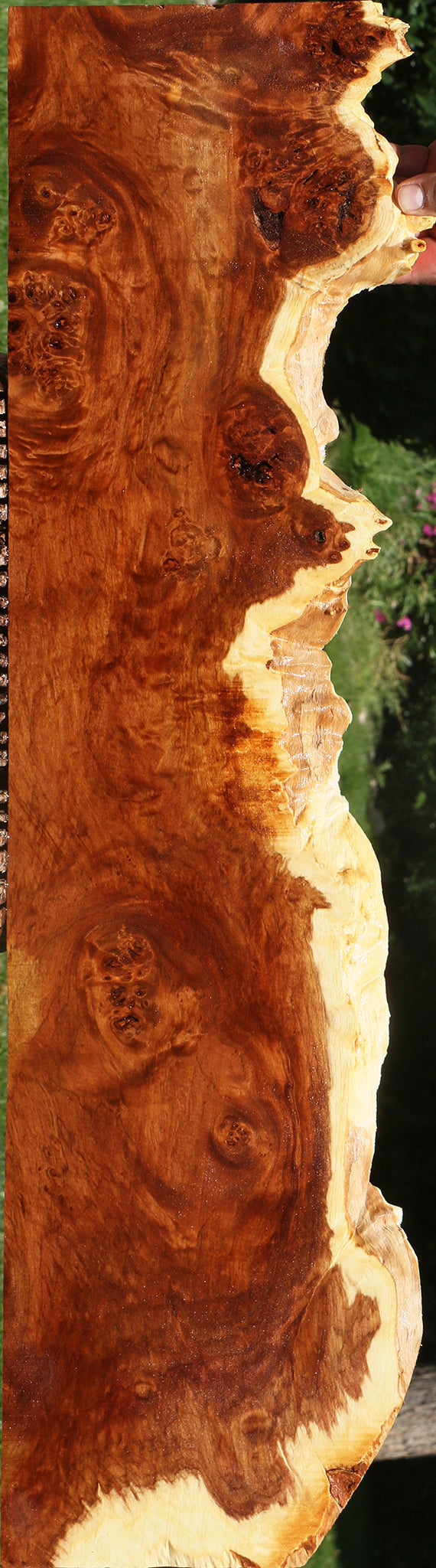 California Cottonwood Burl Live Edge Lumber