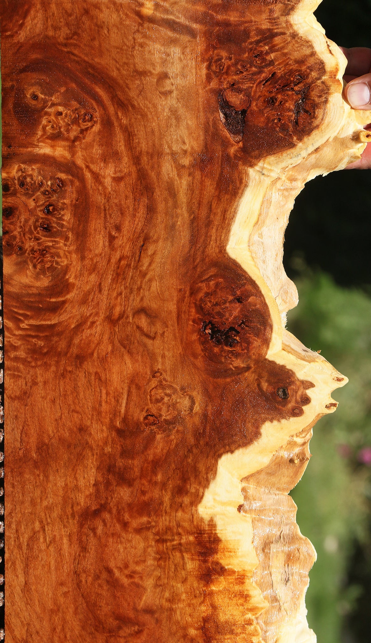 California Cottonwood Burl Live Edge Lumber