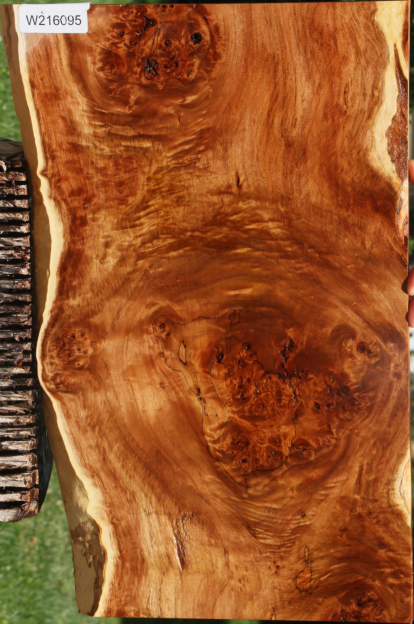 Extra Fancy California Cottonwood Burl Live Edge Lumber