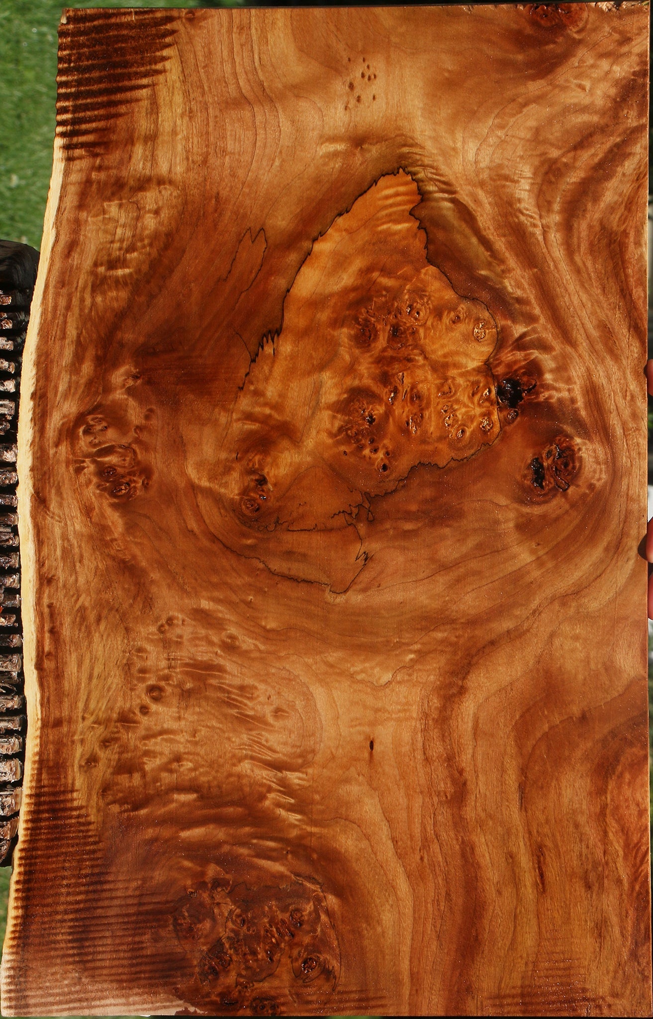 Extra Fancy California Cottonwood Burl Live Edge Lumber