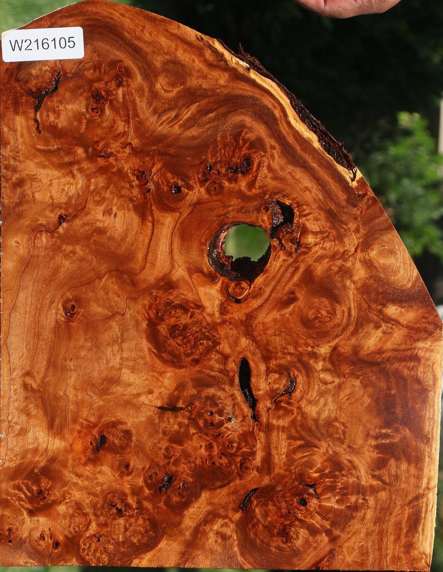 Rustic California Cottonwood Burl Lumber