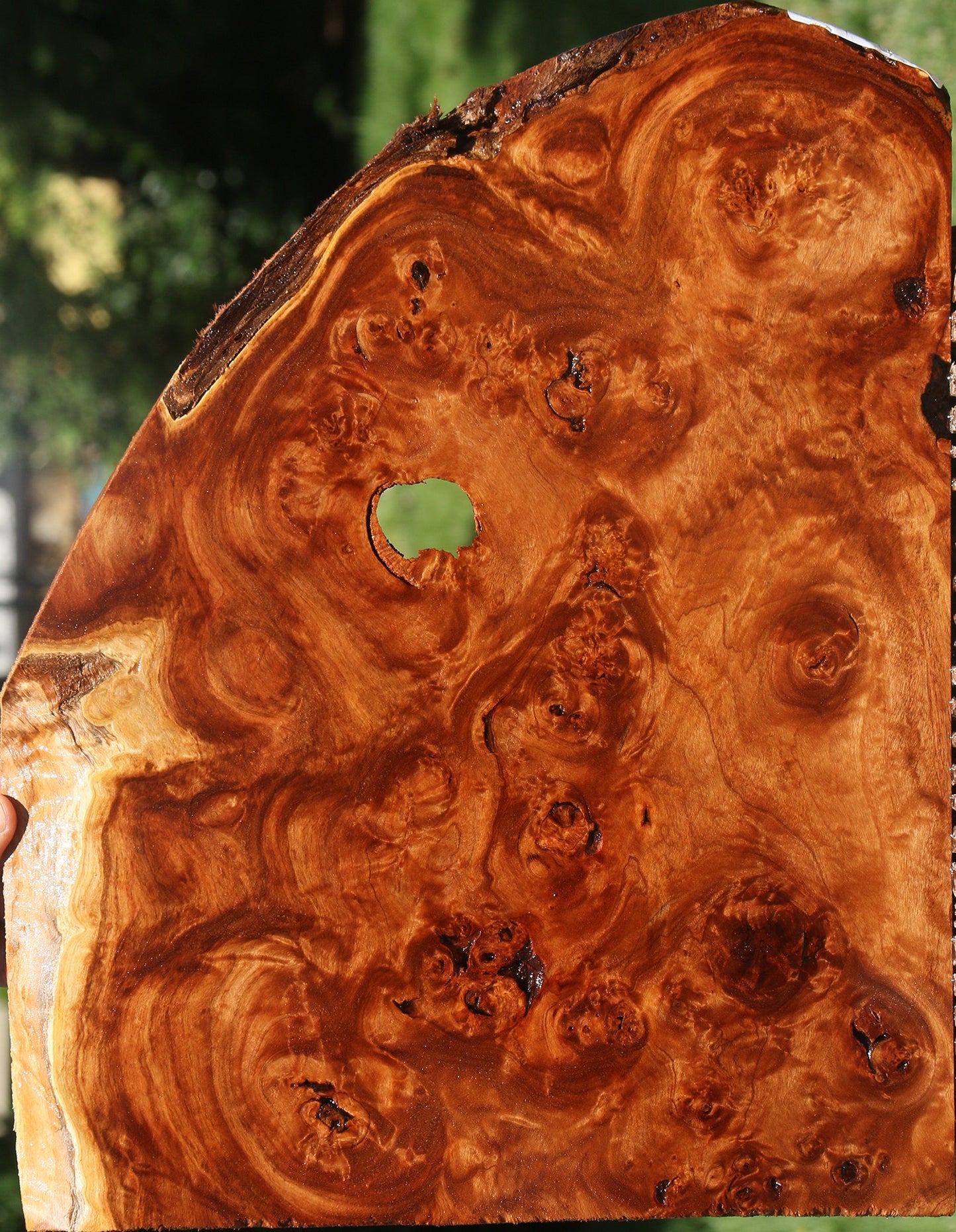 Rustic California Cottonwood Burl Lumber