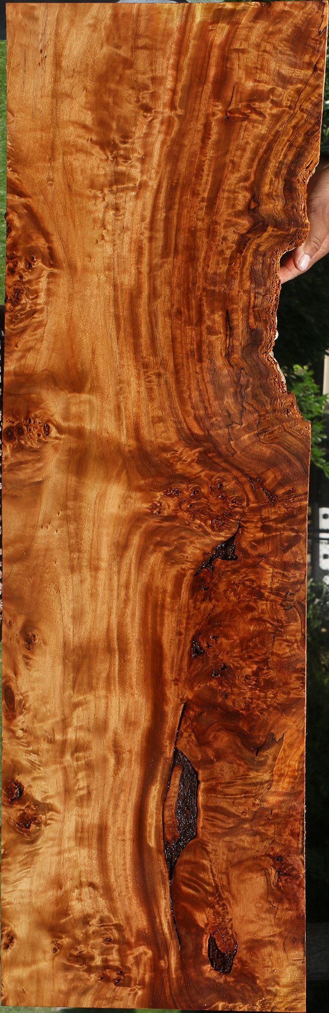 Extra Fancy Rustic California Cottonwood Burl Lumber