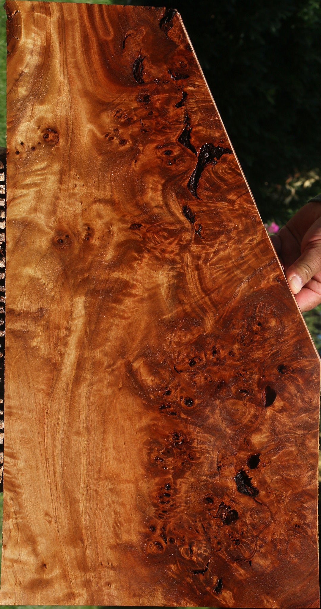 Rustic California Cottonwood Burl Lumber