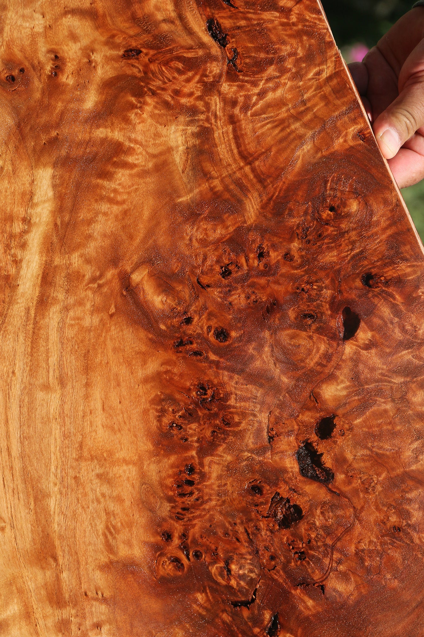 Rustic California Cottonwood Burl Lumber