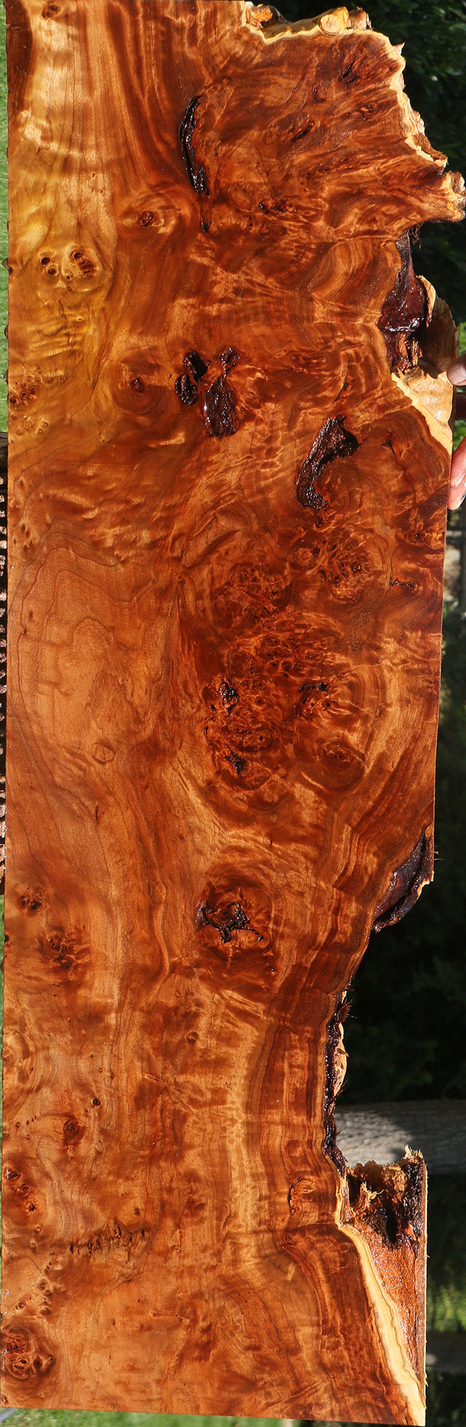 Rustic California Cottonwood Burl Lumber