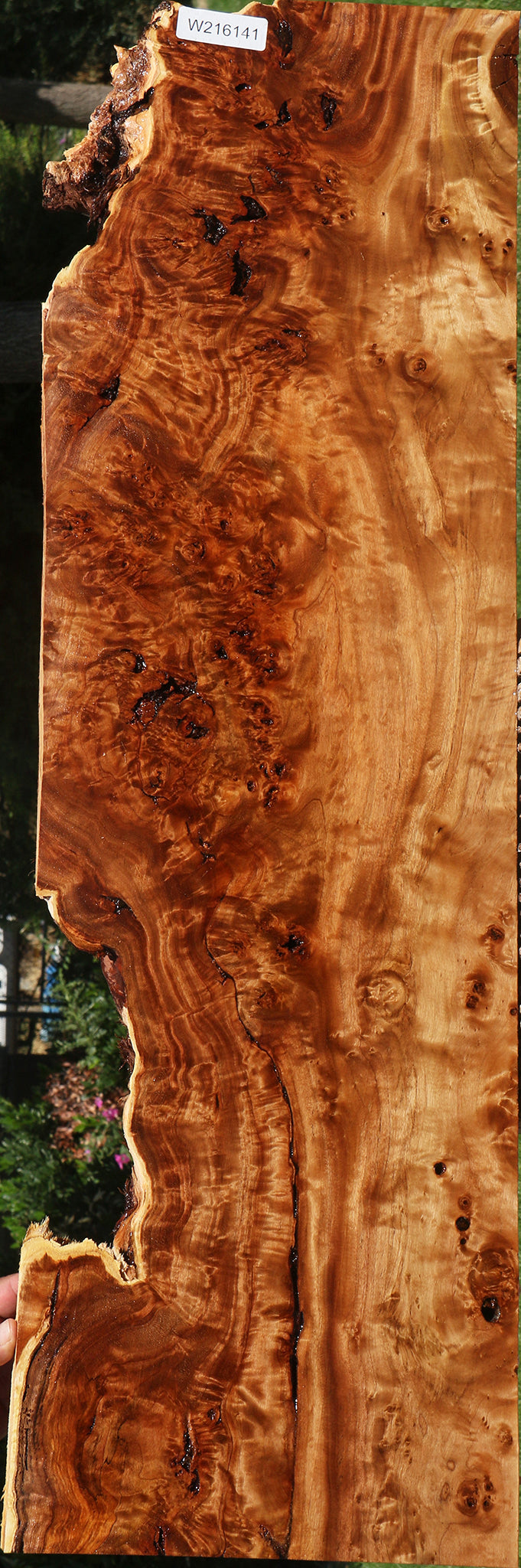 Rustic California Cottonwood Burl Lumber