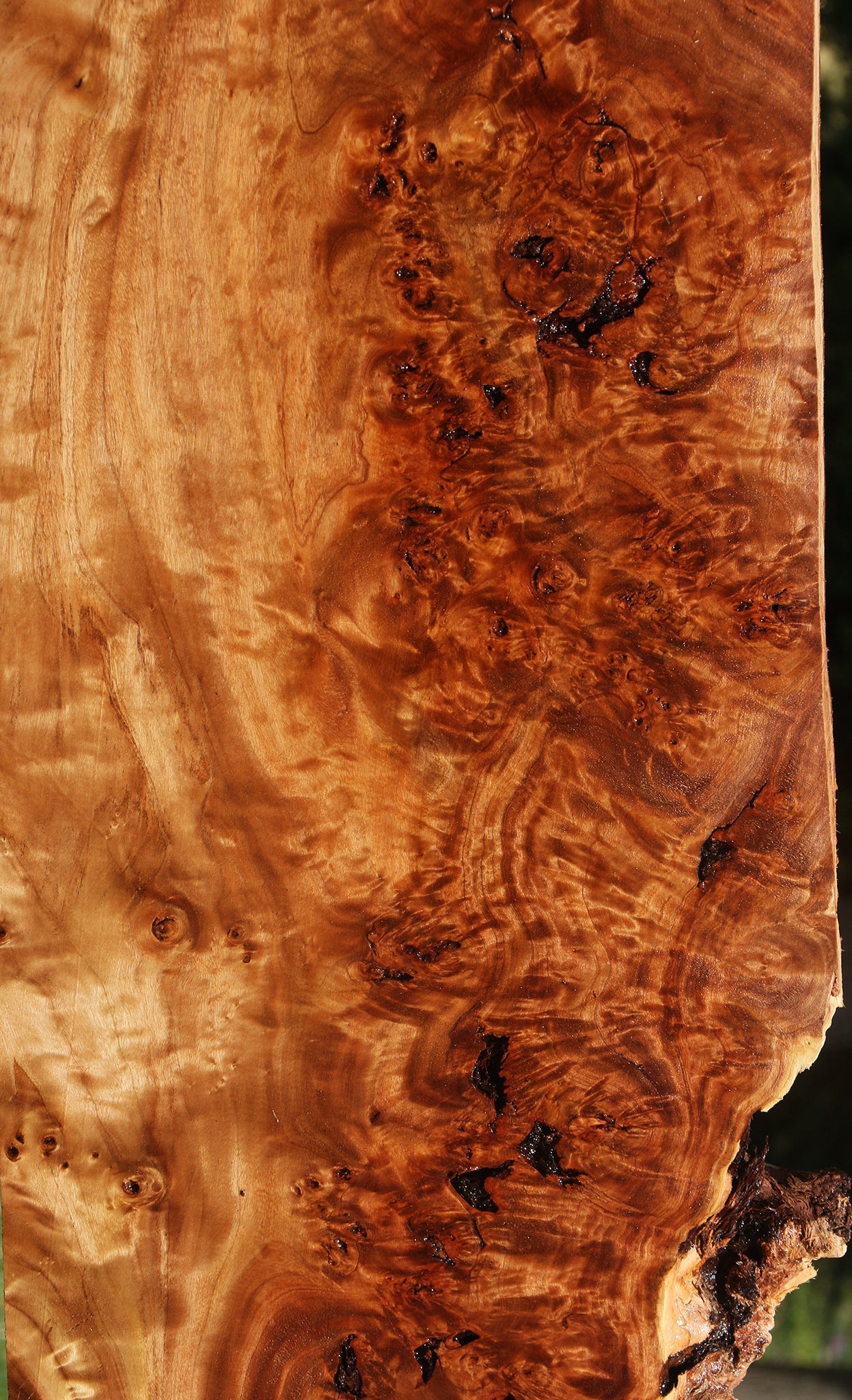 Rustic California Cottonwood Burl Lumber