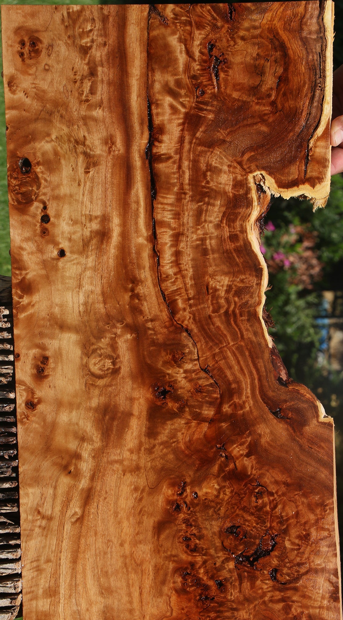 Rustic California Cottonwood Burl Lumber