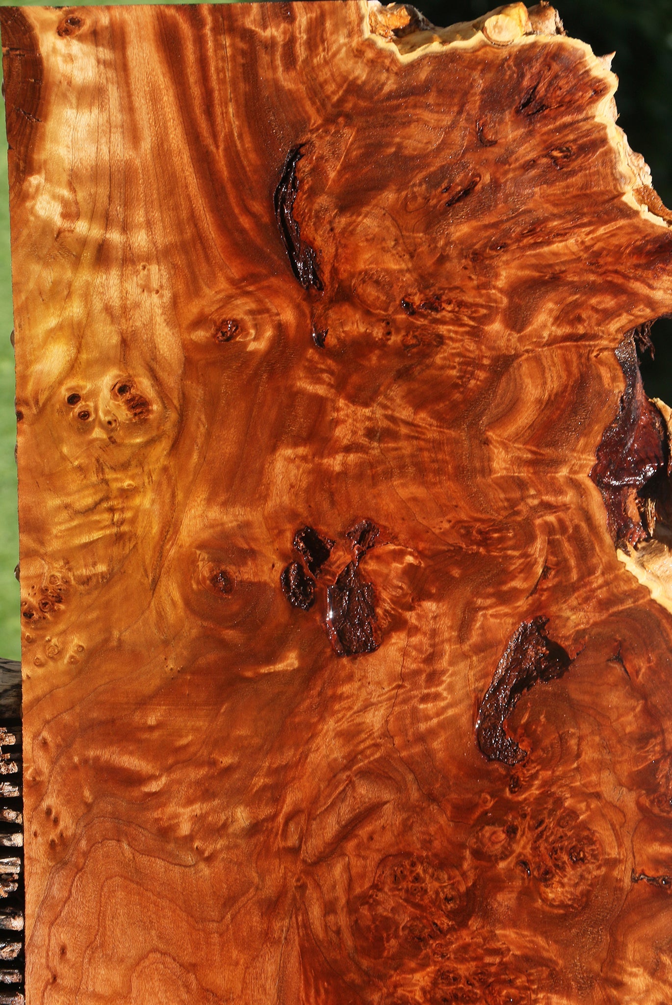 Rustic California Cottonwood Burl Lumber