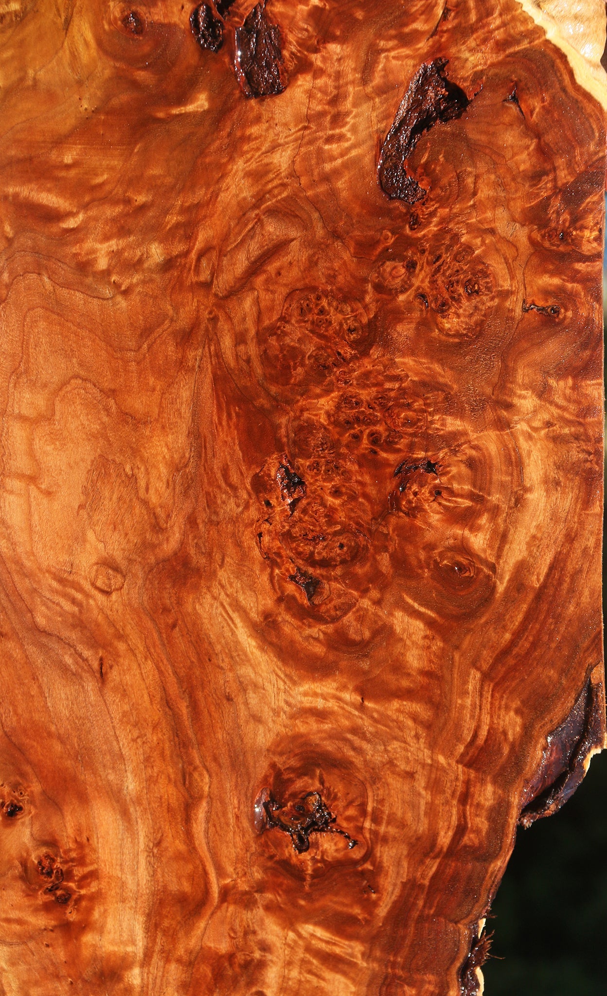 Rustic California Cottonwood Burl Lumber