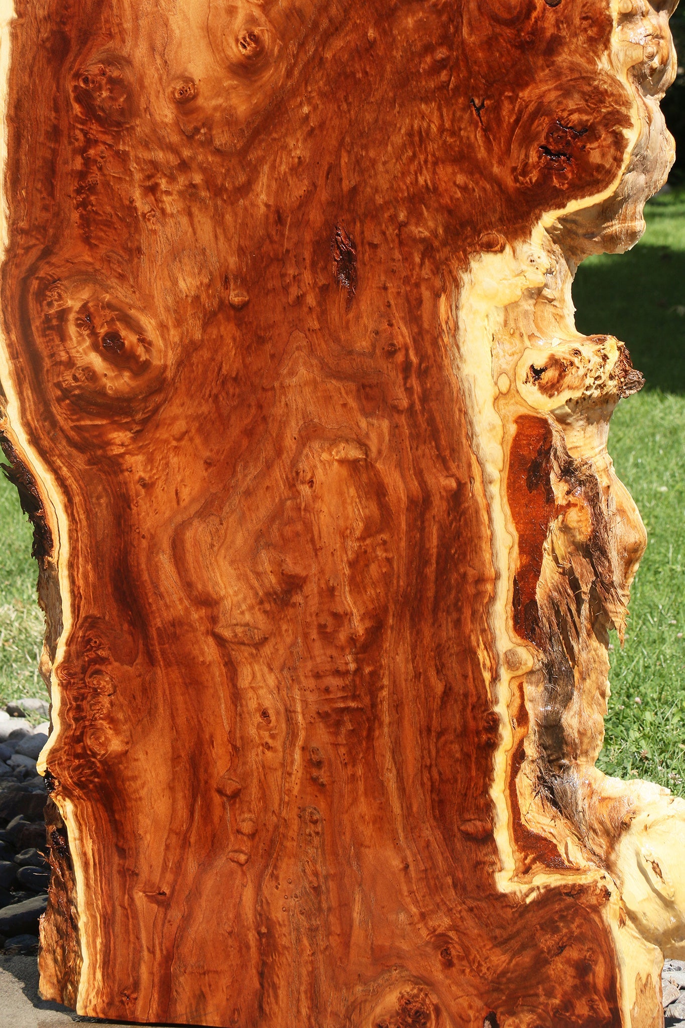 California Cottonwood Burl Live Edge Lumber