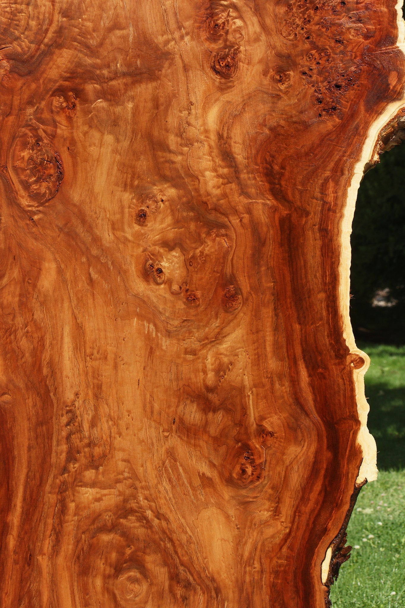 California Cottonwood Burl Live Edge Lumber