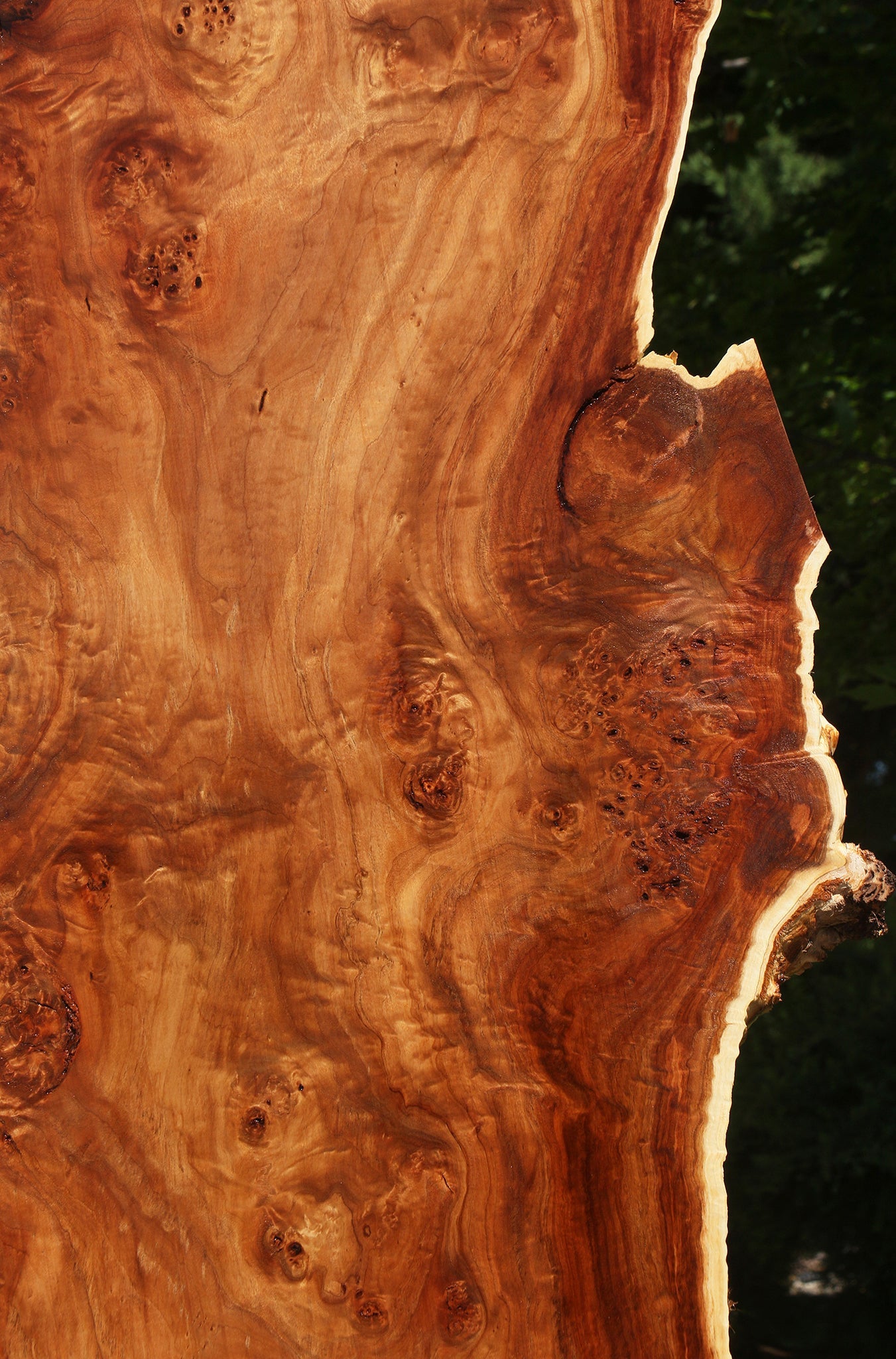 California Cottonwood Burl Live Edge Lumber