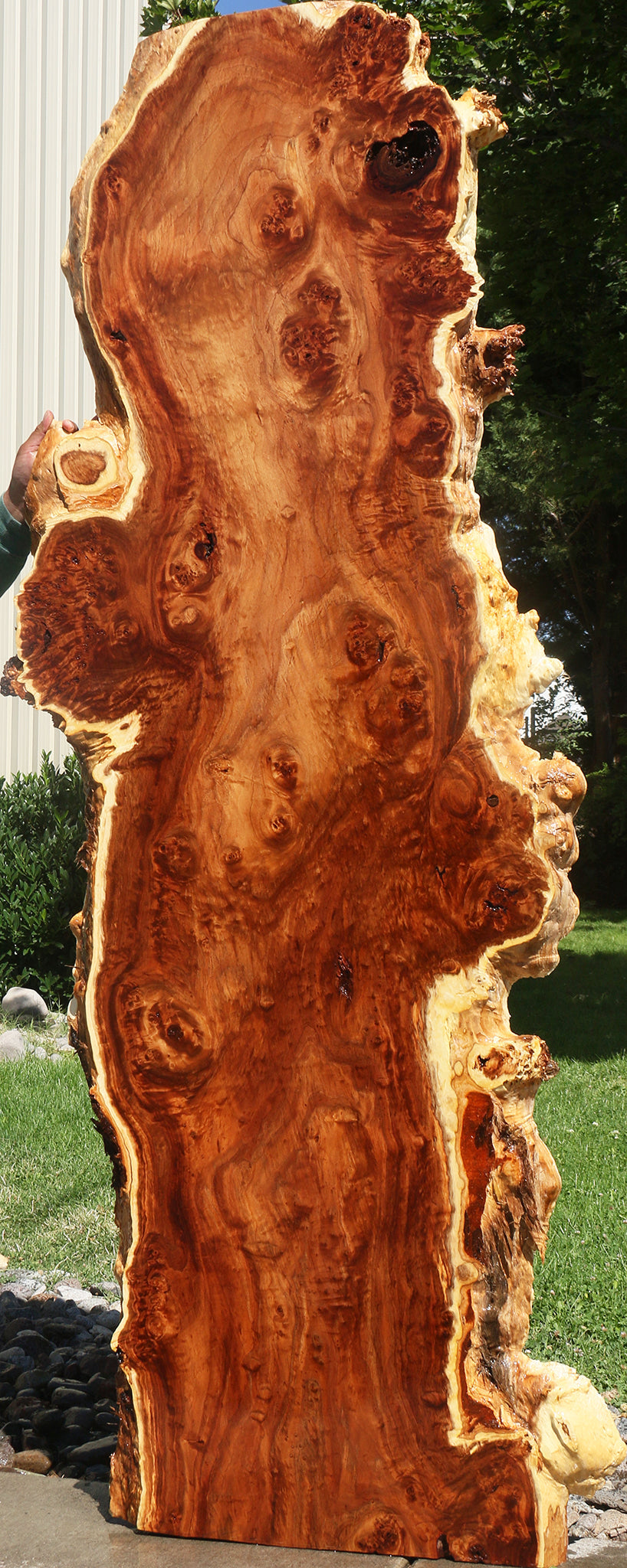 California Cottonwood Burl Live Edge Lumber