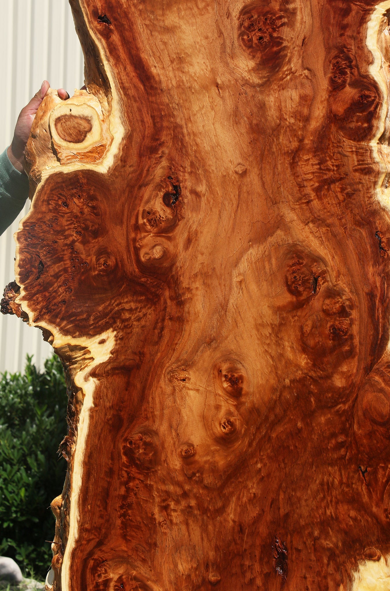 California Cottonwood Burl Live Edge Lumber