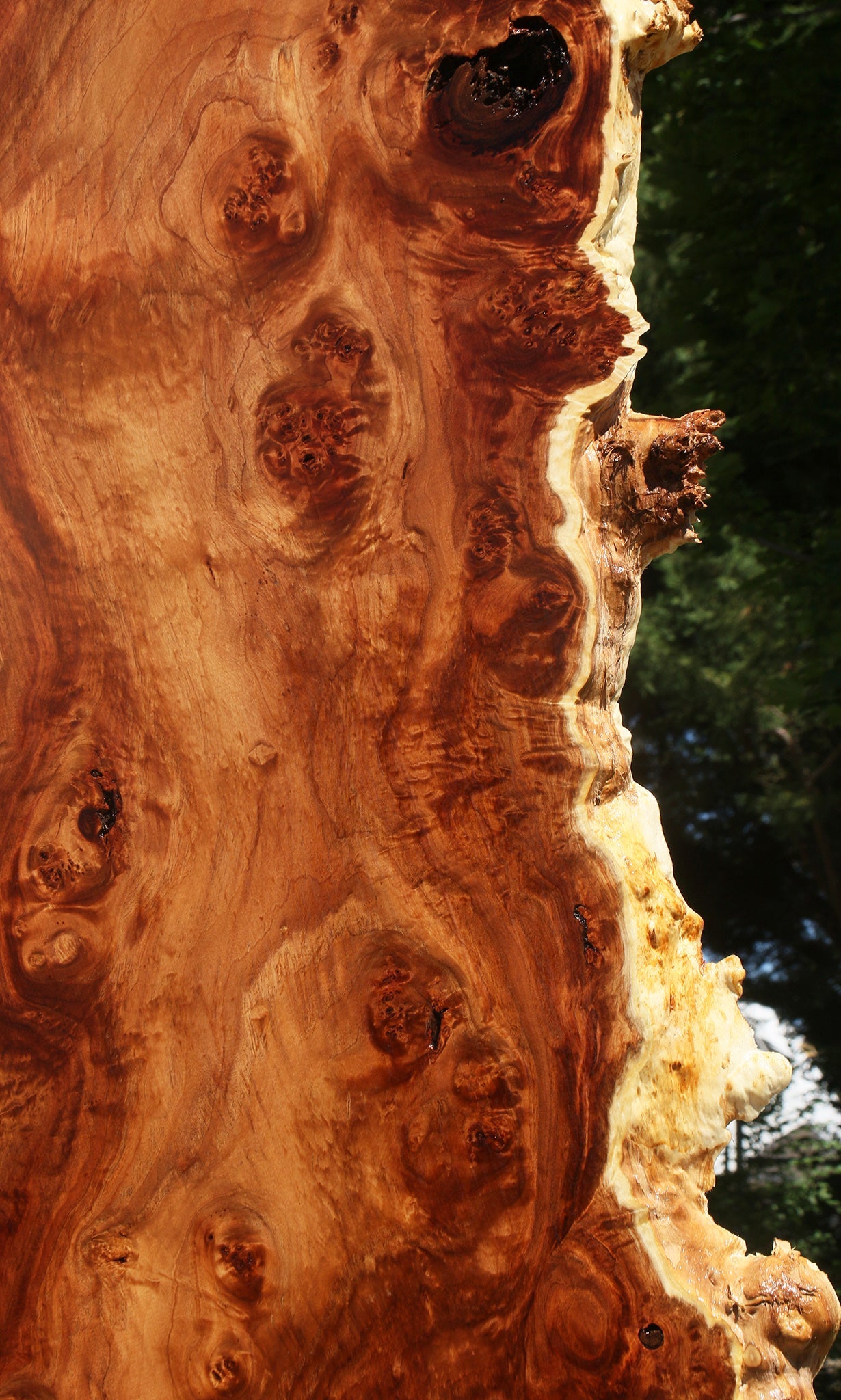 California Cottonwood Burl Live Edge Lumber