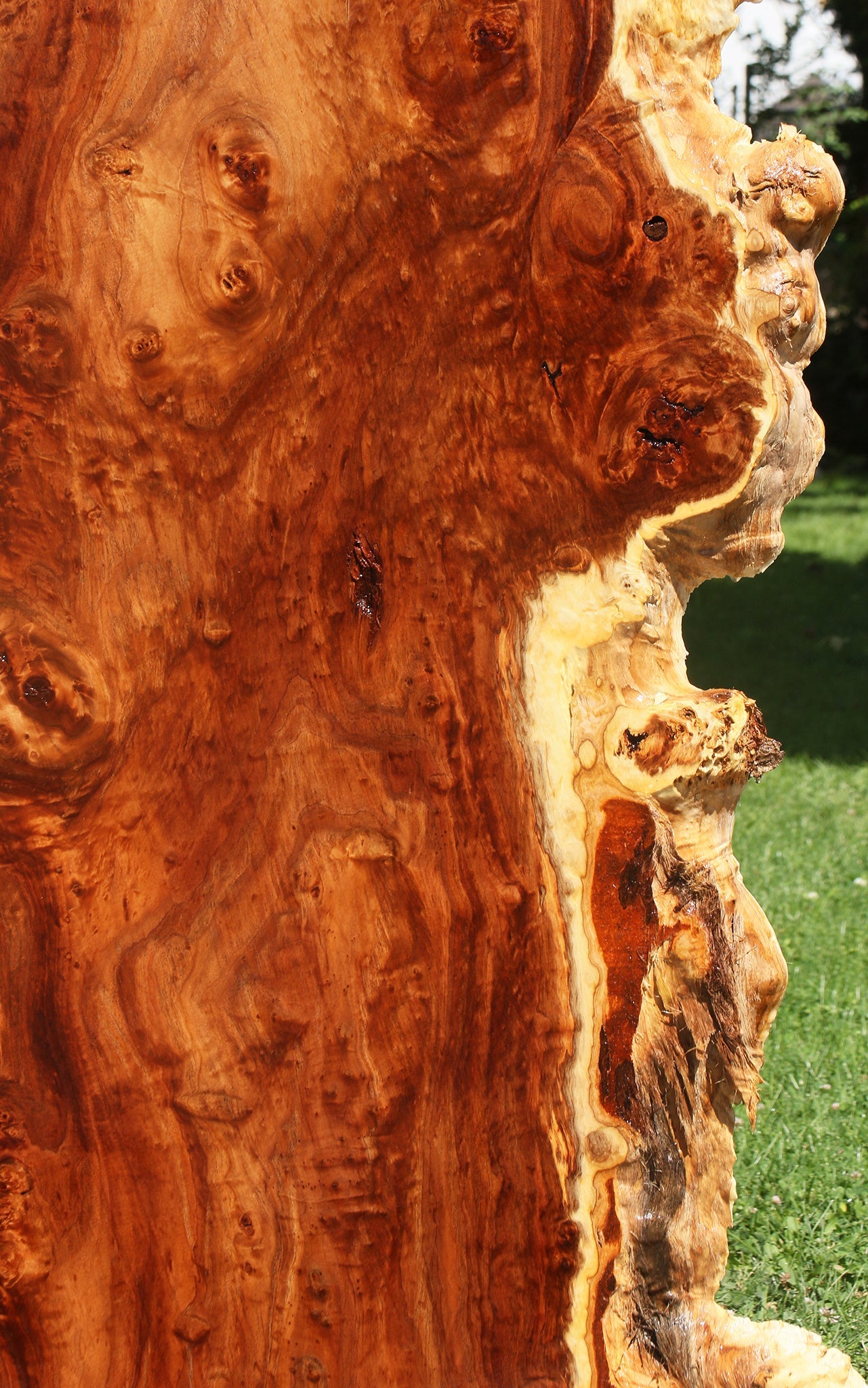 California Cottonwood Burl Live Edge Lumber