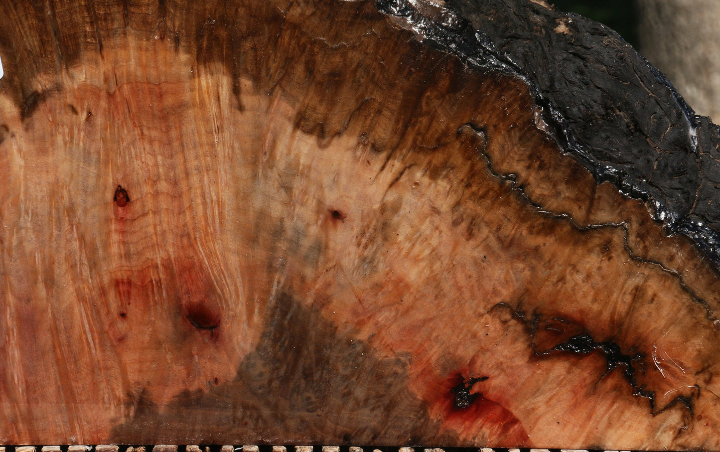 Extra Fancy Madrone Burl Live Edge Slice