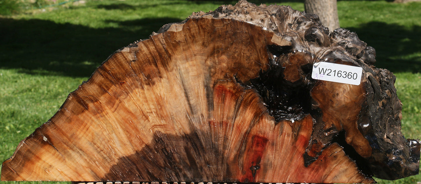 Extra Fancy Madrone Burl Live Edge Slice