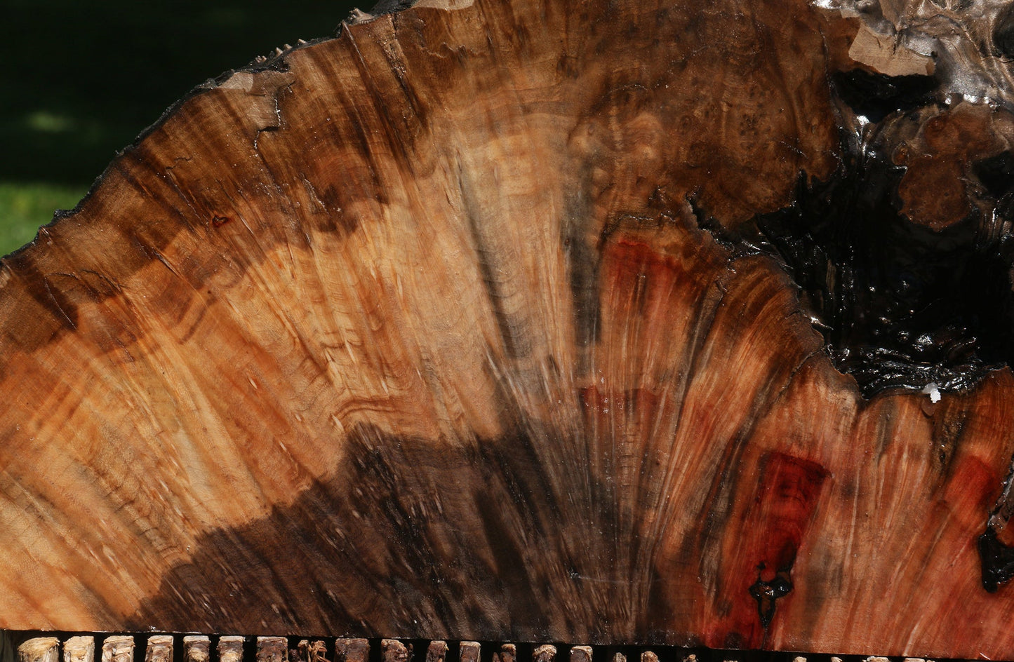 Extra Fancy Madrone Burl Live Edge Slice